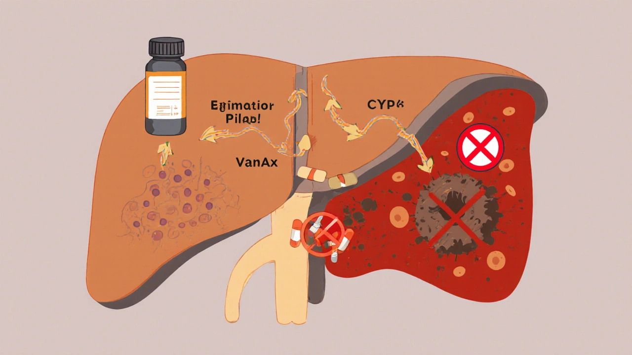 Kava and Sedative Medications: What You Need to Know About Liver and Sedation Risks